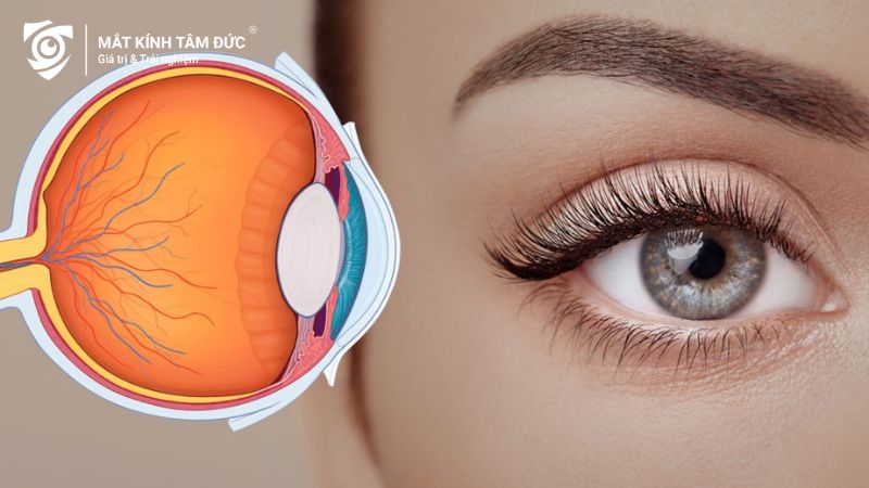 Ánh sáng xanh gây tổn thương tế bào trong võng mạc