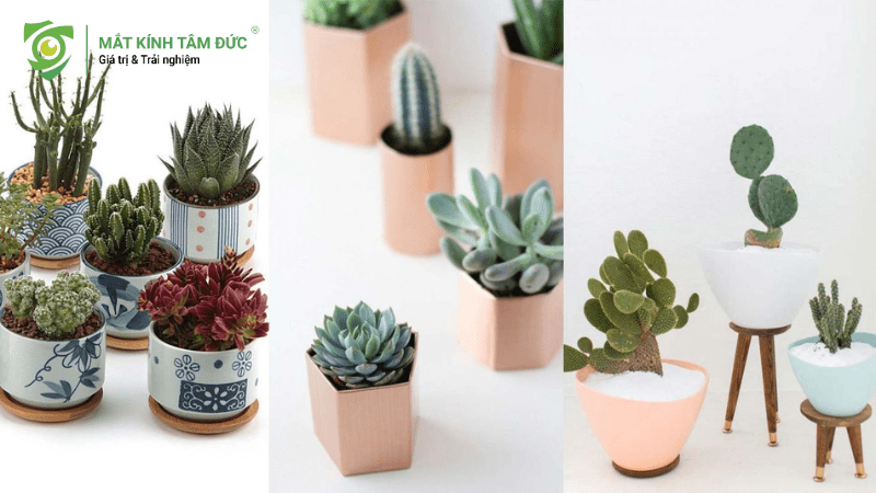 Tặng chậu cây tình yêu cho ngày lễ tình nhân là cách thể hiện mong muốn mối quan hệ của bạn sẽ ngày càng phát triển.