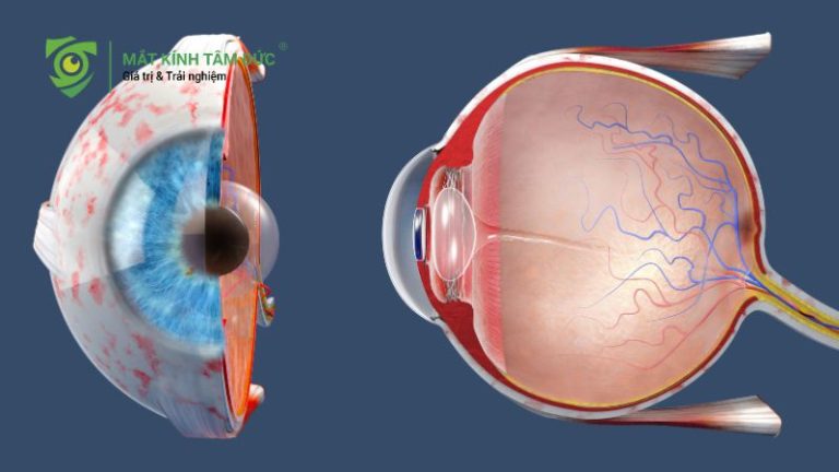 Giác mạc là gì? Vì sao giác mạc ảnh hưởng trực tiếp đến thị lực?