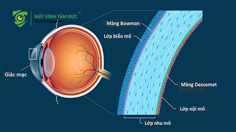 Giác mạc là gì? Vì sao giác mạc ảnh hưởng trực tiếp đến thị lực?